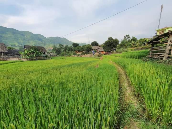 Organic Farm Homestay Sa Pa Eksteriør bilde