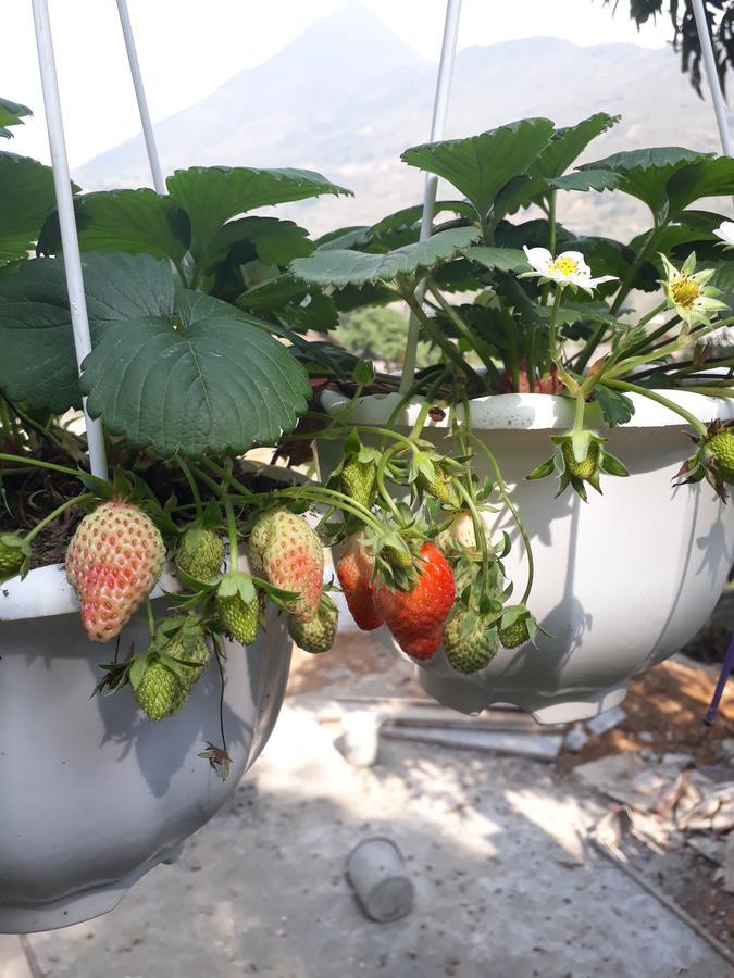 Organic Farm Homestay Sa Pa Eksteriør bilde