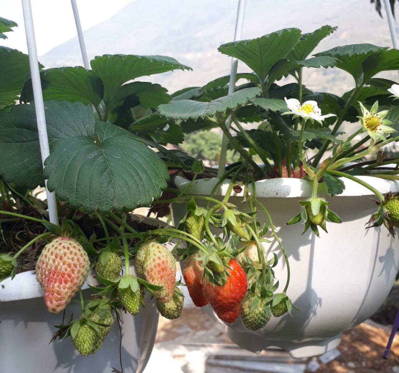 Organic Farm Homestay Sa Pa Eksteriør bilde